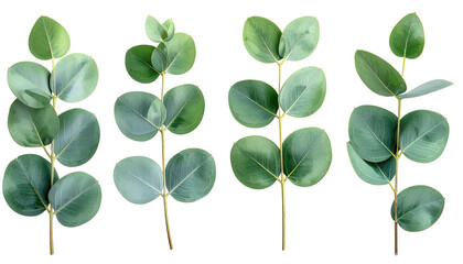 Four sprigs of eucalyptus foliage with round green leaves, set against black background