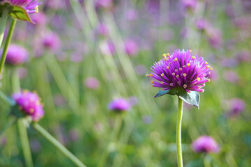 Obraz premium Pink purple clover, Trifolium pratense, is a flowering plant in the legume family. It is a small shrub and is often found in meadows.