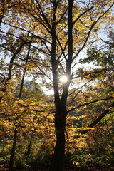 Fototapeta premium Herbstwald mit Sonne