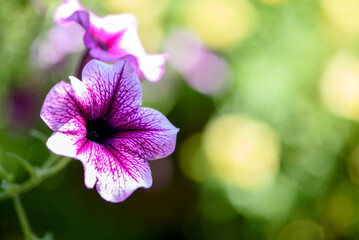 Blooming purple petunia flower with blurred green background