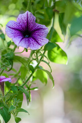 Blooming purple petunia flowers with soft bokeh background
