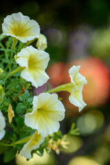Purple petunia flowers with soft bokeh background