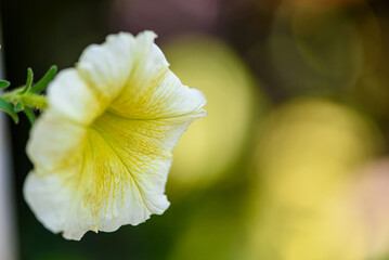 Purple petunia flowers with soft bokeh background