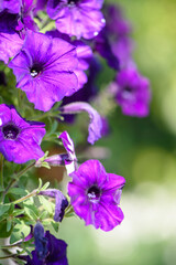 Purple petunia flowers with soft bokeh background