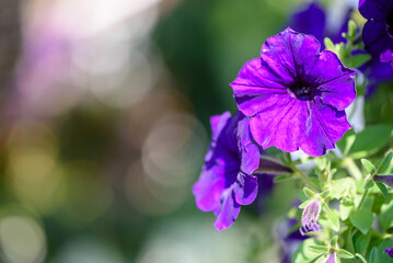 Purple petunia flowers with soft bokeh background