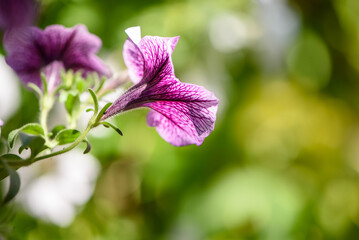Purple petunia flowers with soft bokeh background
