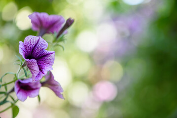 Purple petunia flowers with soft bokeh background