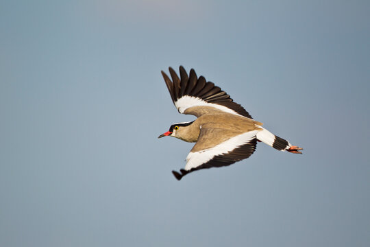 Crowned Lapwing in flight in Central Kalahari Game Reserve Botswana