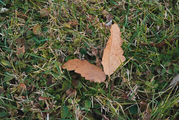 Obraz premium Dry leaves lying on the lawn in winter