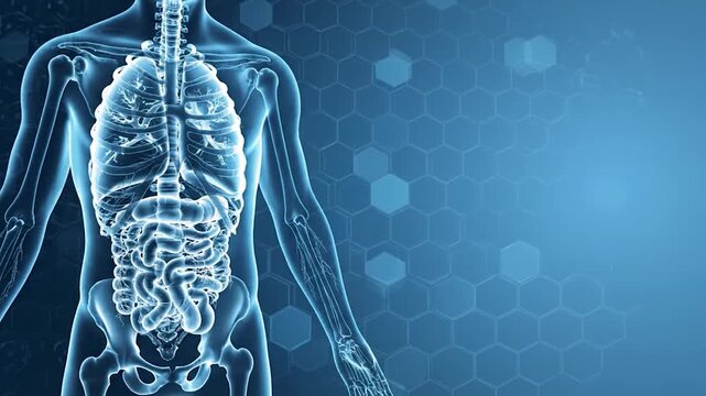 Human Digestive System Anatomy Illustration with Blue Background.