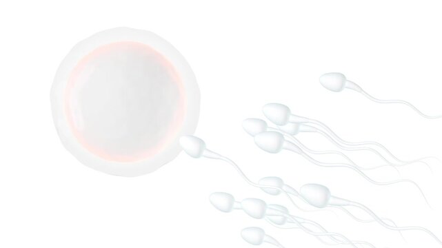 The union of sperm and an egg cell, 3d rendering 4k