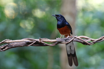 A beautiful white-rumped shama perched on a vine in a tropical forest.