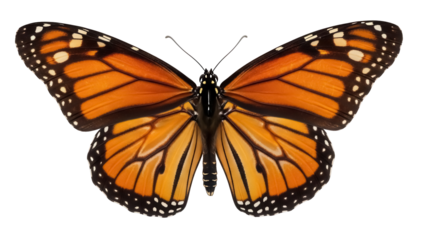 Monarch butterfly PNG isolated on transparent background, orange and black wings with white spots, beautiful insect for design projects