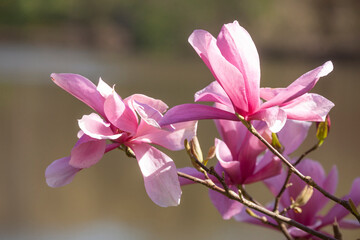 Rosa Magnolienbl&uuml;ten auf Baumzweigen im Fr&uuml;hling, Deutschland