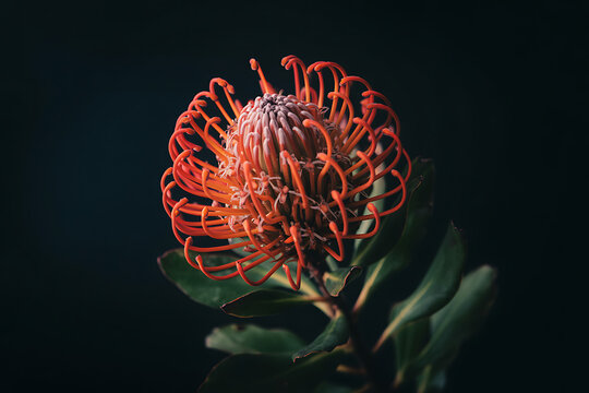 Moody Macro Photograph of an Orange Pincushion Protea Flower Against a Dark Background