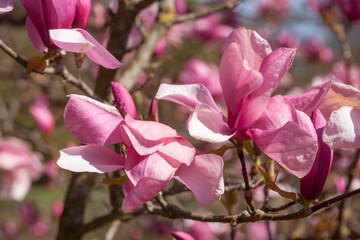 Rosa Magnolienbl&uuml;ten auf Baumzweigen im Fr&uuml;hling, Deutschland
