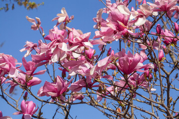 Rosa Magnolienbl&uuml;ten auf Baumzweigen im Fr&uuml;hling, Deutschland