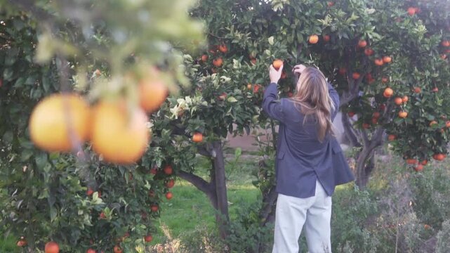 Beautiful female tourist picking oranges from a tree in an orange orchard in Spain