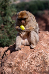 A monkey sits peacefully on a rock in Morocco, enjoying the warm sunshine amidst nature.