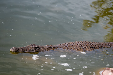 Crocodile swimming in the waters of Morocco during midday