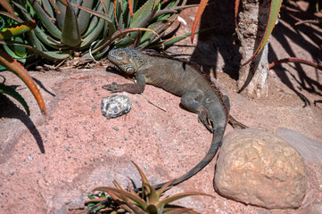Iguana resting on rocks in a Moroccan desert garden during daylight hours