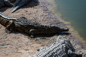 Large crocodiles rest on the shore of a pond during midday in Morocco.
