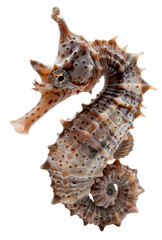 Obraz premium A seahorse is positioned upright, showcasing its curved body and detailed surface. The subject appears isolated with a transparent background, highlighting its distinct shape and texture