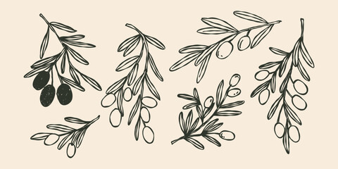 Whimsical Set of olives on a branch, branches with plant leaves. Hand drawn doodle line illustration. © Yelyzaveta Kovalenko