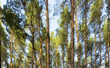 Fototapeta premium Forest trunks with textured bark, green foliage, large branches during summer day. Natural park