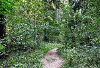 Fototapeta premium Narrow dirt path winding through a dense green forest filled with lush vegetation and tall trees.