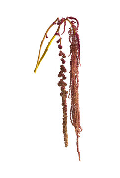 Red amaranth blossom with hanging tassel and velvet texture. Botanical closeup isolated on white