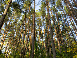 Fototapeta premium Tall pine trees rise vertically in a dense forest, forming a natural canopy against the blue sky.