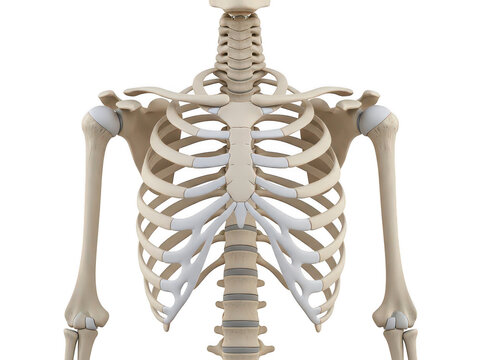 Human skeleton torso isolated on transparent background