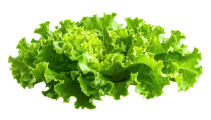 Fresh, vibrant green lettuce, isolated on black, showcasing ruffled leaves