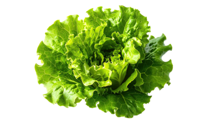 Fresh, vibrant green lettuce, isolated on black, shows intricate textures and vibrant shades
