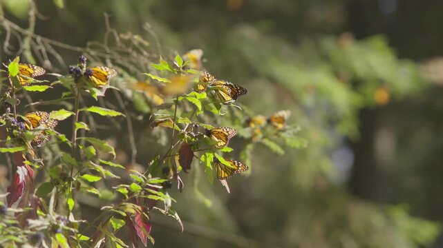 ZOOM OUT SHOT OF MONARCH BUTTEFLIES AT A FOREST IN MICHOAC&Aacute;N