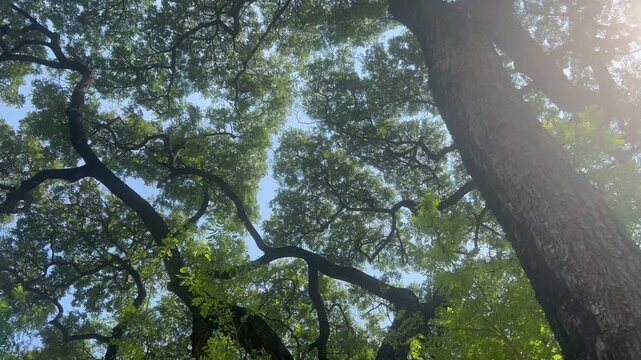 The canopy of rain tree (samanea saman) seen from below.