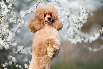 miniature poodle dog posing under a blooming cherry tree