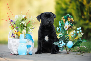 cute staffordshire bull terrier puppy portrait outdoors with Easter decorations
