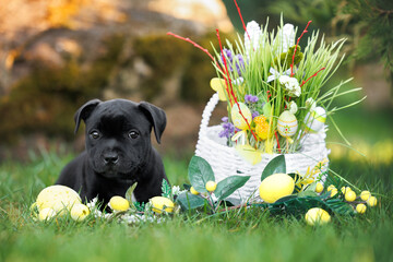 staffordshire bull terrier puppy posing outdoors for Easter with decorations