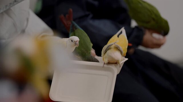 A small group of conures and parakeets perch on a food container held by a visitor, feeding on seeds at a bird cafe in Japan, illustrating close human interaction as part of a paid animal attraction.