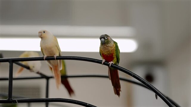 A conure perches briefly before flying away from a metal stand inside a bird cafe in Japan, an indoor attraction where captive parrots interact with visitors, raising ongoing animal welfare concerns.