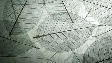 Delicate leaf skeletons in soft greenish light