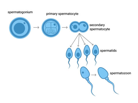 Diagram illustrating the stages of spermatogenesis from spermatogonium to spermatozoon