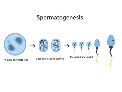 Diagram illustrating the stages of spermatogenesis from primary spermatocyte to sperm