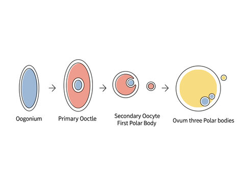 Diagram illustrating the stages of human oogenesis from oogonium to ovum