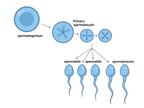Diagram illustrating the stages of spermatogenesis from spermatogonium to spermatozoon
