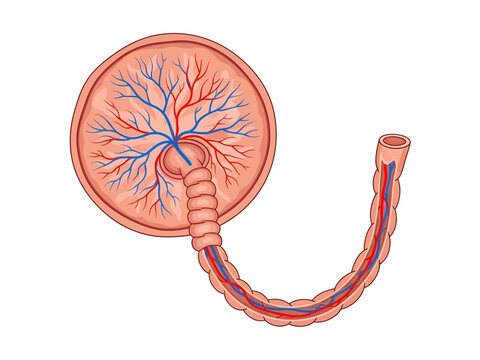 Diagram of a placenta with branching blood vessels and an umbilical cord