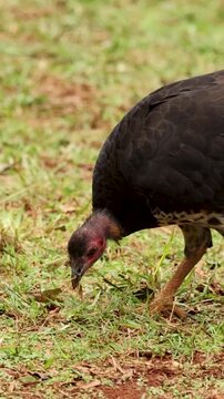 Vertical Close Up of Australian Brush Turkey Foraging on Grassy Ground