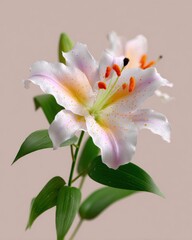 Lily flower with delicate white and pink petals displaying vibrant orange stamens and green leaves, symbolizing natural beauty and elegant purity on a soft background